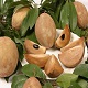 This is the thumbnail of the item